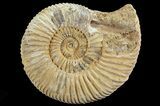 Perisphinctes Ammonite - Jurassic #68186-1